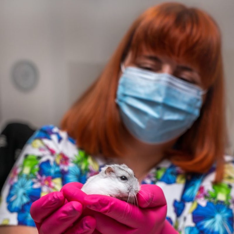 Clinica veterinara hamsteri